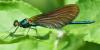 Calopteryx virgo